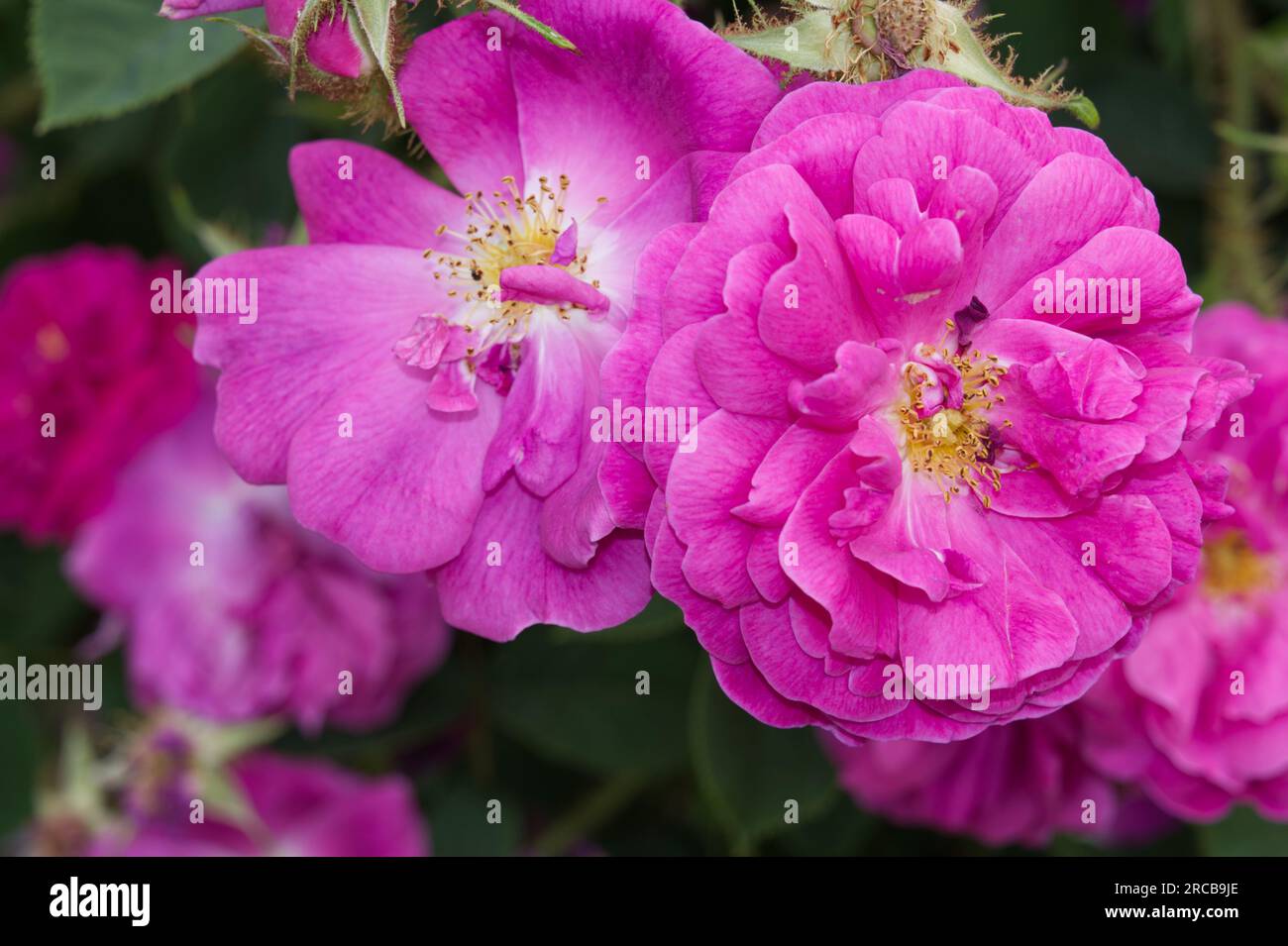 Leuchtend pinkfarbenes Sommermoos mit halbdoppelter Rosenblüte von Rosa Henri Martin im britischen Garten June Stockfoto