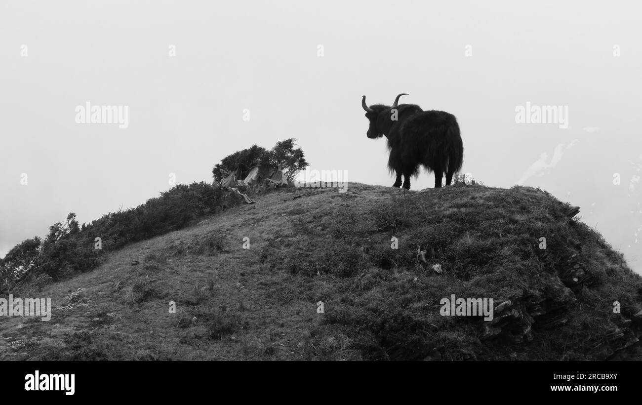 Yak steht auf einem Hügel Stockfoto