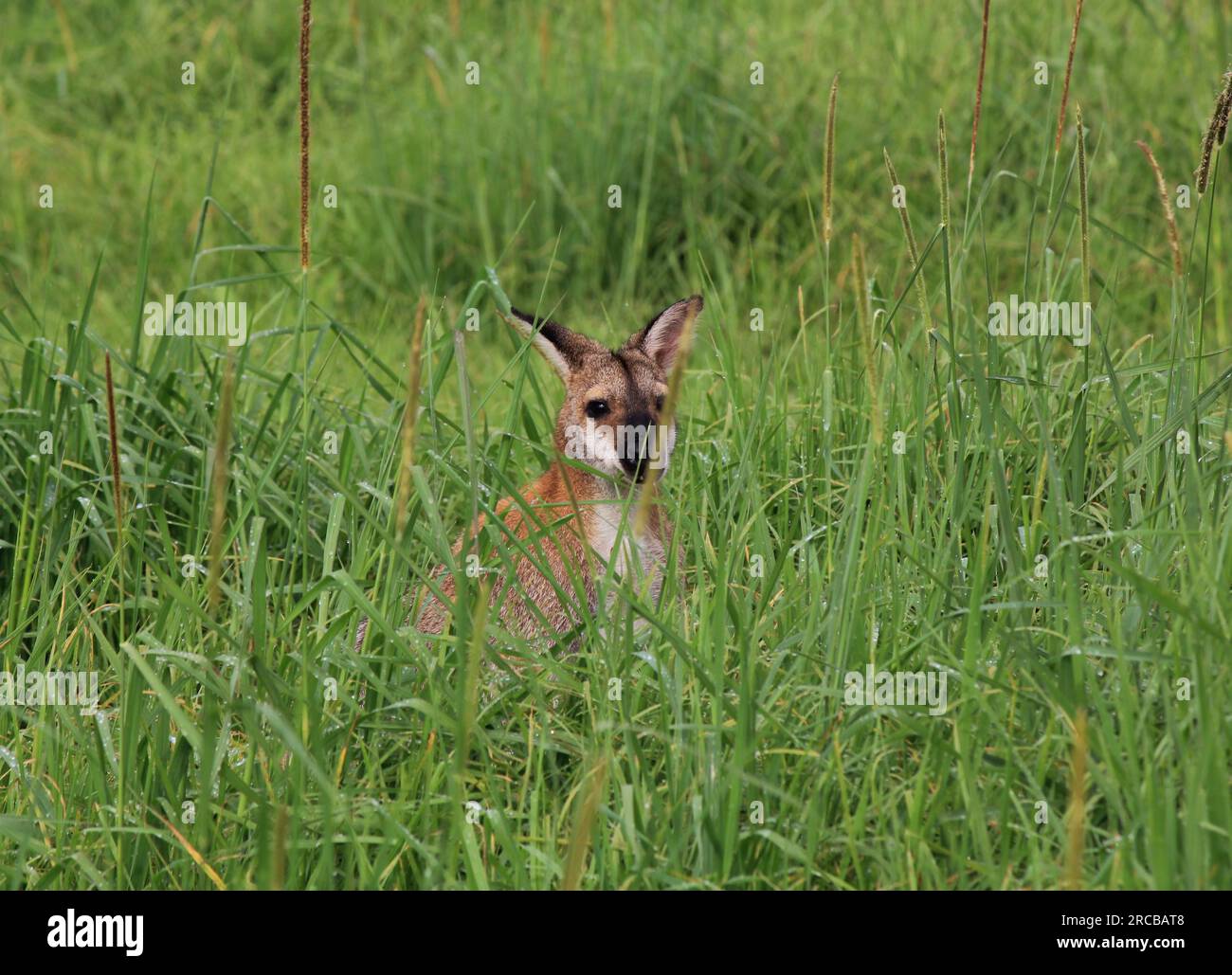 Wallaby versteckt sich im hohen Gras einer Farm in New South Wales, Großbritannien Stockfoto