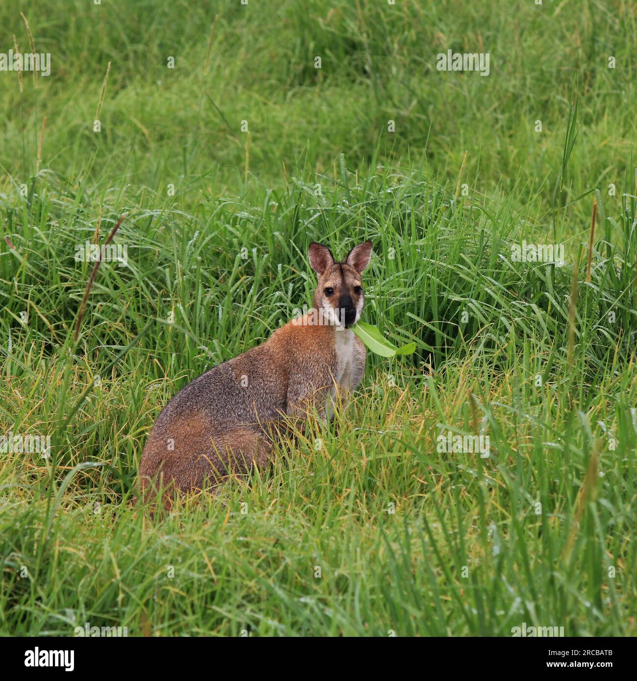 Kleines Känguru, das in New South Wales, Großbritannien, auf einer Wiese mit hohem Gras weidet Stockfoto