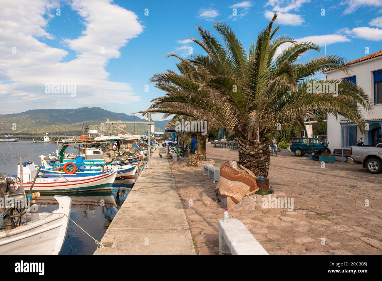Date Palm (Phoenix dactylifera ) am Kai im Hafen von Skala Kalloni, Lesbos, Griechenland Stockfoto