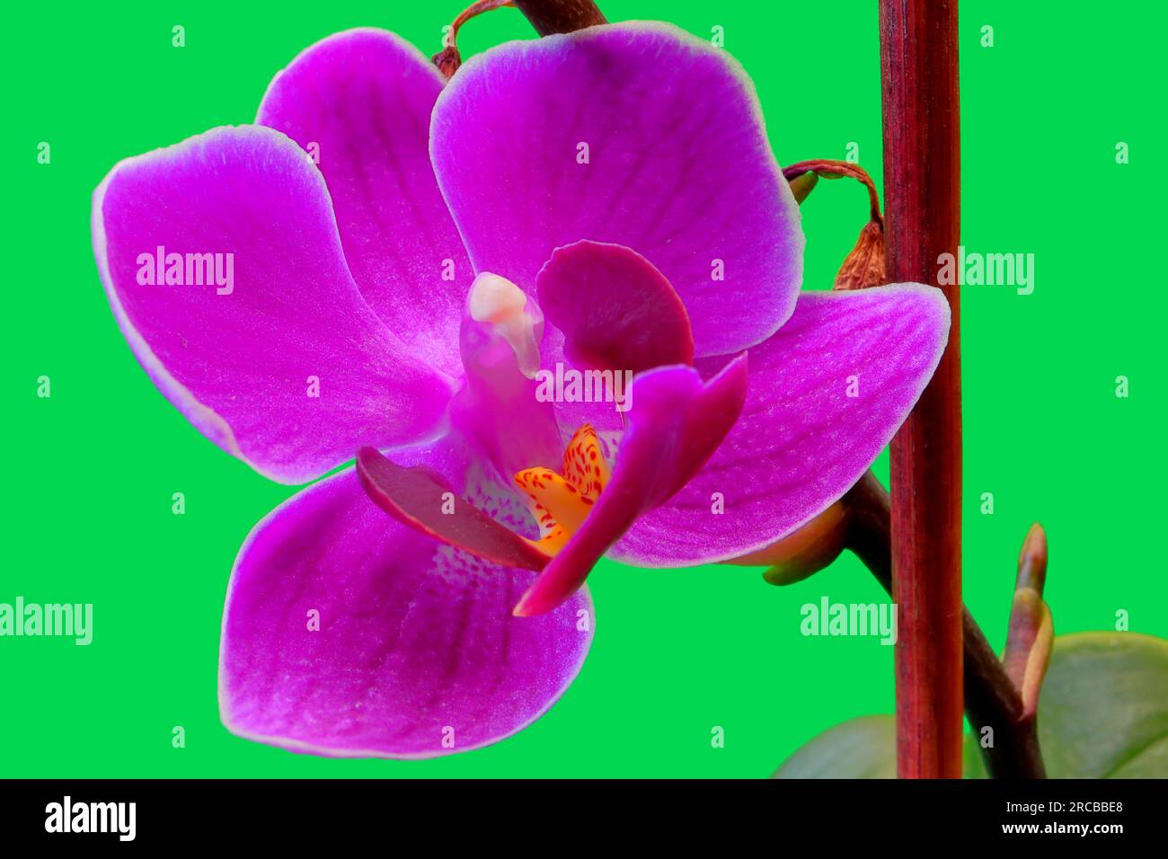 Eine kleine lila Orchidee, Nahaufnahme mit Blütenblättern, Sepal, Labellum und Säule. Die Säule enthält Pollen. Stockfoto