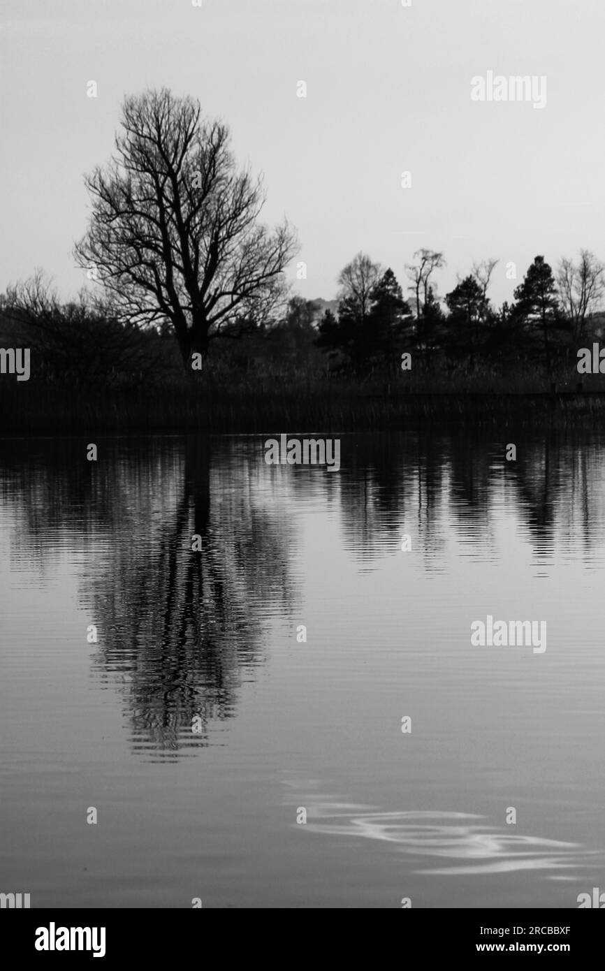 Ein alter Baum, der sich auf dem Pfaffikon-See spiegelt Stockfoto