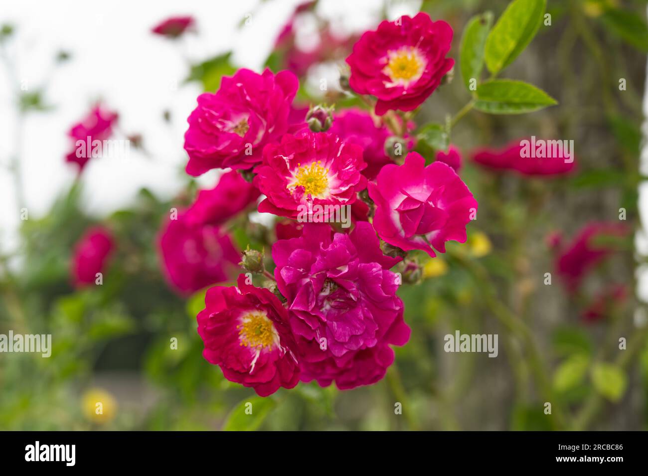 Haufen tiefroter halbdoppelter Sommerblumen aus dem Hybrid Wichurana, Rmbler Rose Purpurtraum im britischen Garten Juni Stockfoto