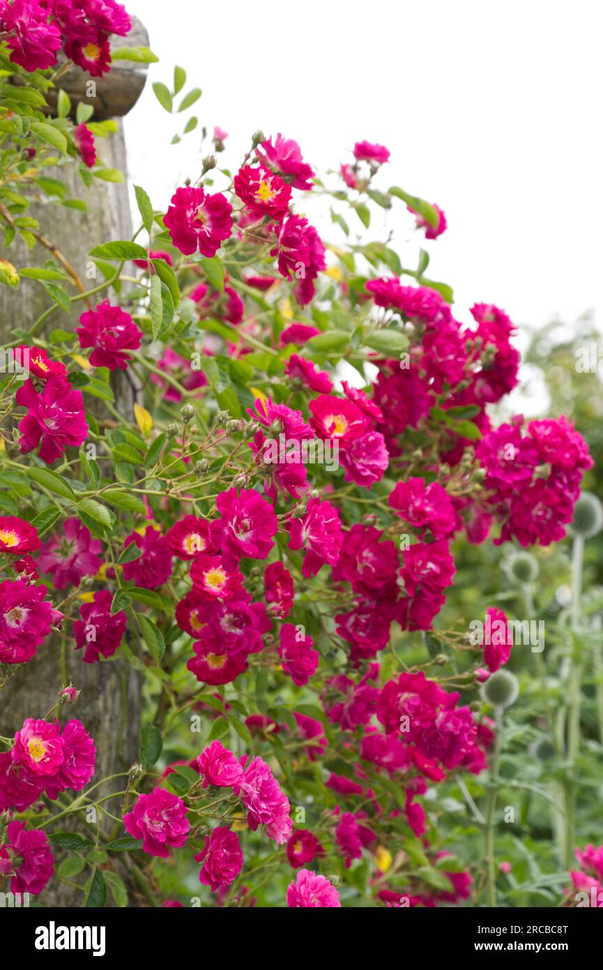 Haufen tiefroter halbdoppelter Sommerblumen aus dem Hybrid Wichurana, Rmbler Rose Purpurtraum im britischen Garten Juni Stockfoto