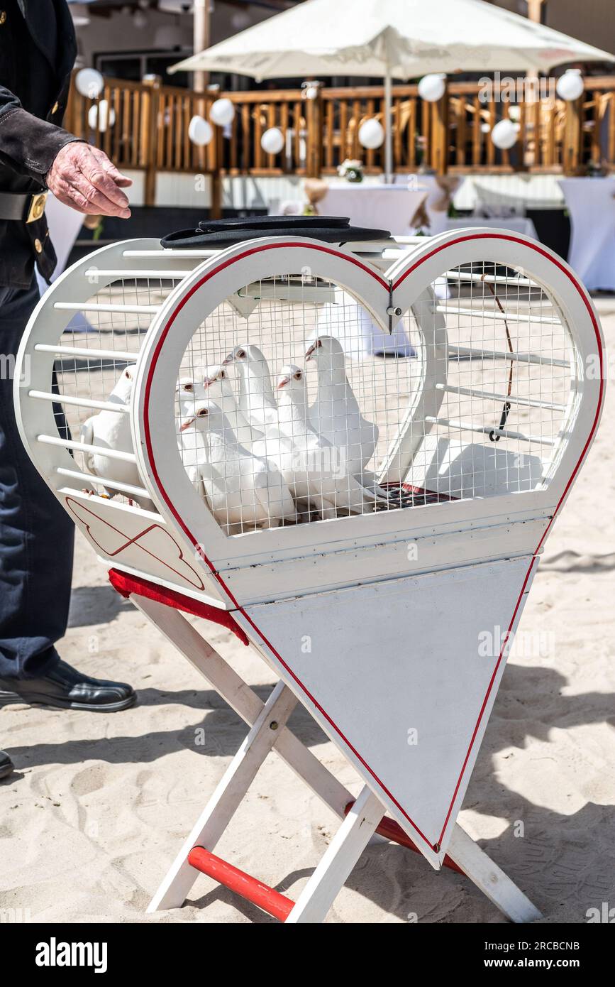 Die Hochzeit lässt weiße Tauben an einem sonnigen Tag in einem Käfig frei. Stockfoto