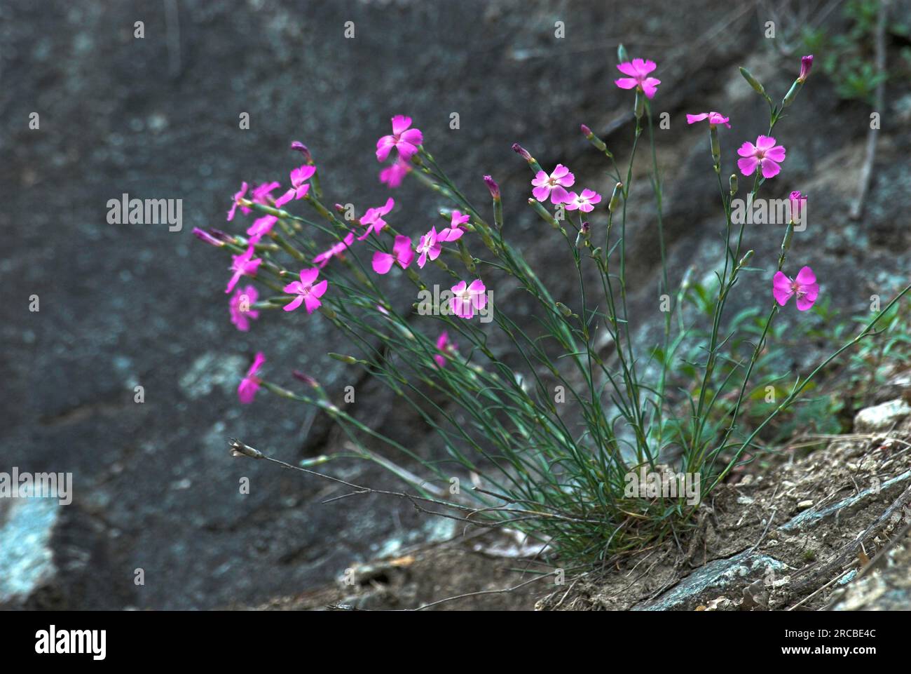 Holz rosa e Stockfoto