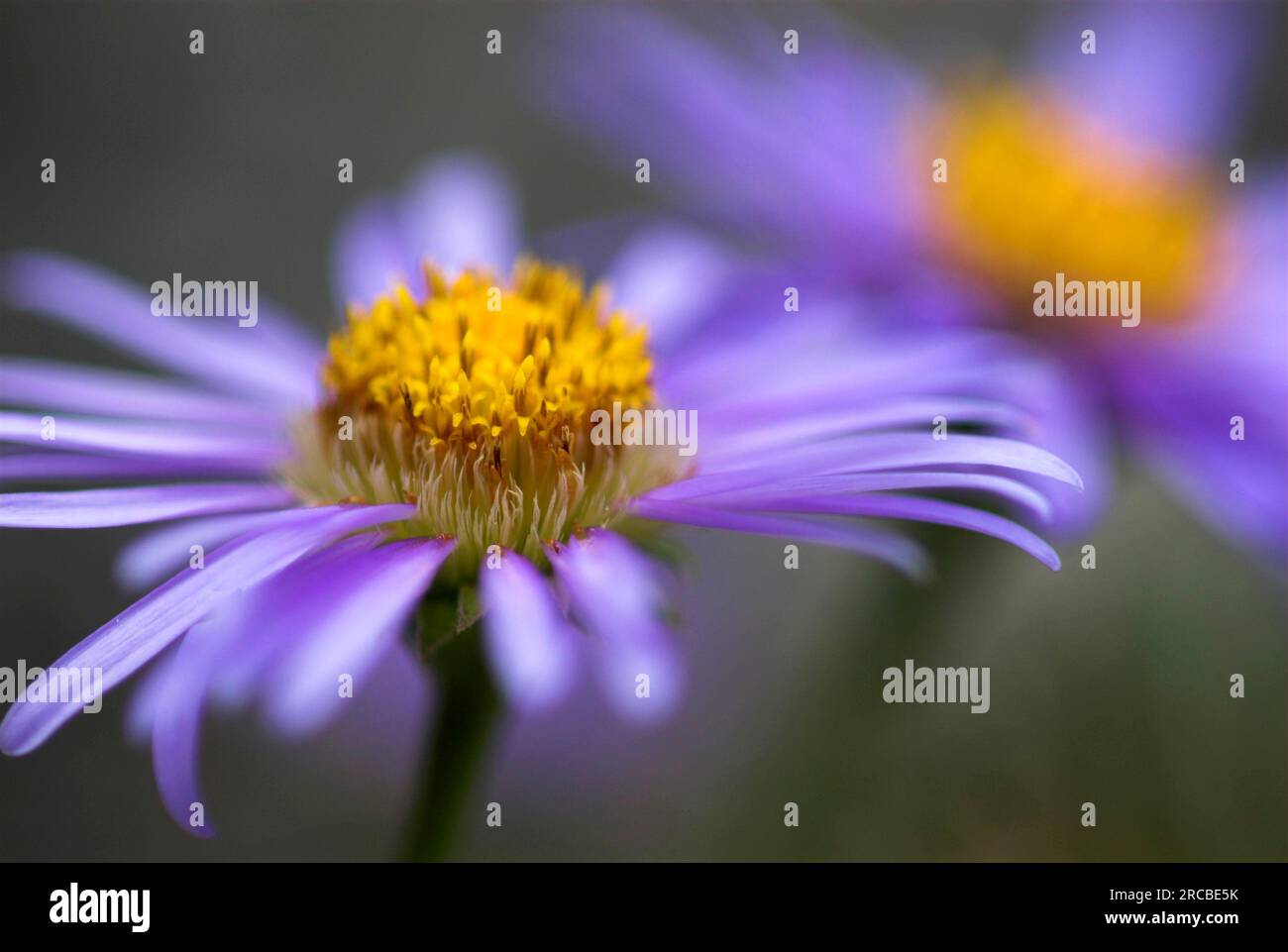 Alpenstern (Aster alpinus), Ecrins-Nationalpark, Haute Dauphine, Frankreich Stockfoto