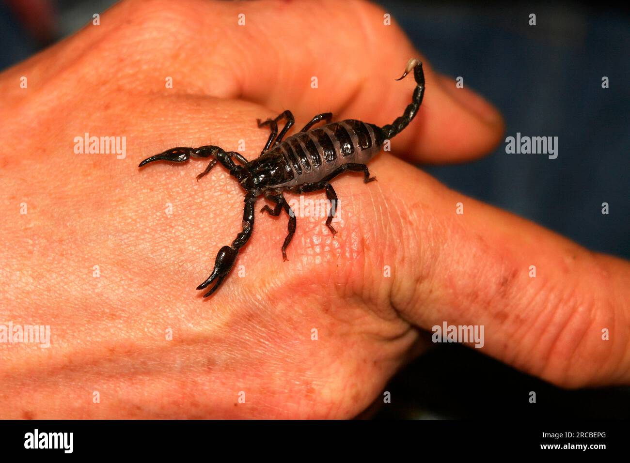 Kaiserskorpion (Pandinus Imperator) auf der Hand, Kaiserskorpion Stockfoto
