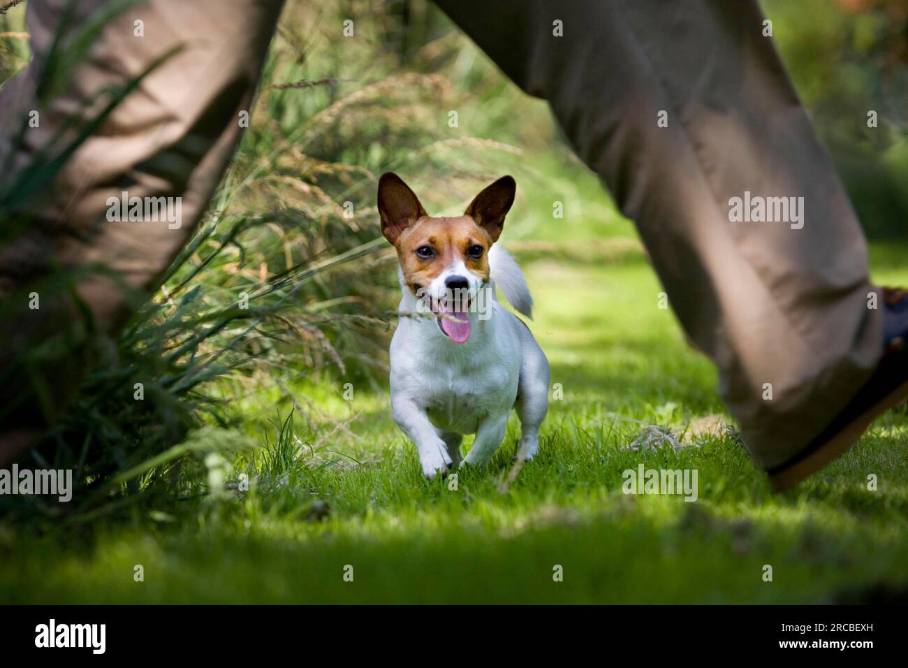 Jack Russell Terrier Stockfoto