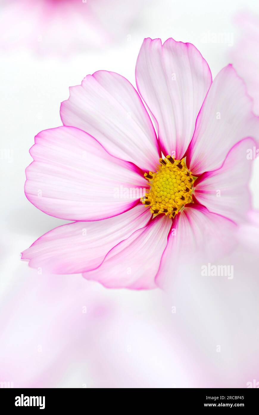 Mexikanischer Oster (Cosmos bipinnatus), Picotee, Cosmee, Cosmea Stockfoto