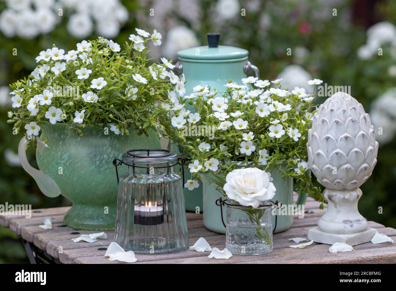 Sommergartendekoration mit weißer Rose im Glas, Bergsandmaische in Töpfen und Tischlaterne Stockfoto
