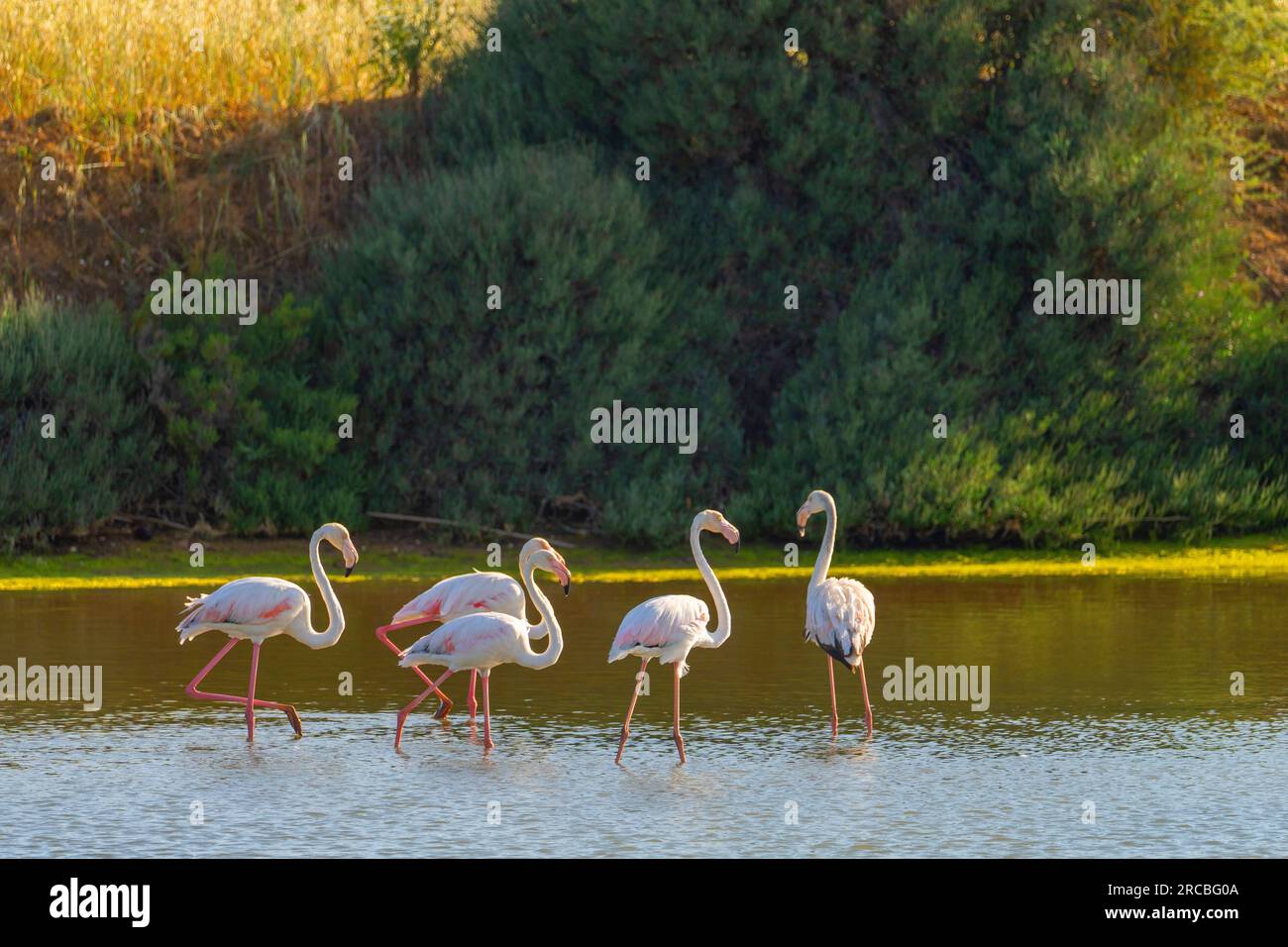 Flamingos in den Salinen von Forte do Rato, Tavira, Algarve, Portugal Stockfoto