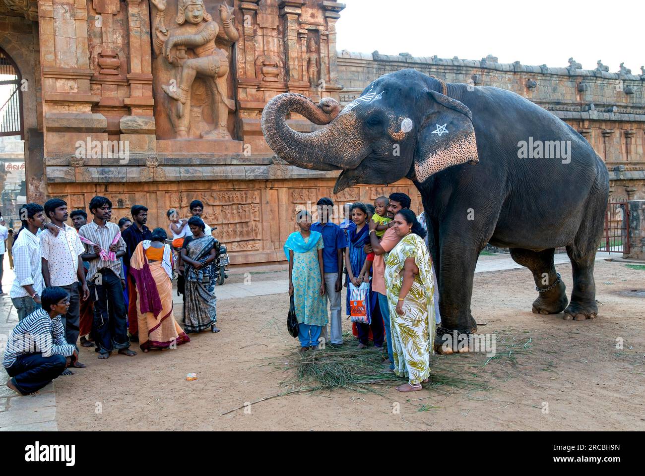 Touristen erhalten Segen vom Tempel Elefanten, Brihadisvara Brihadeeswara Big Temple, Thanjavur Tanjore, Tamil Nadu, Südindien, Indien Stockfoto