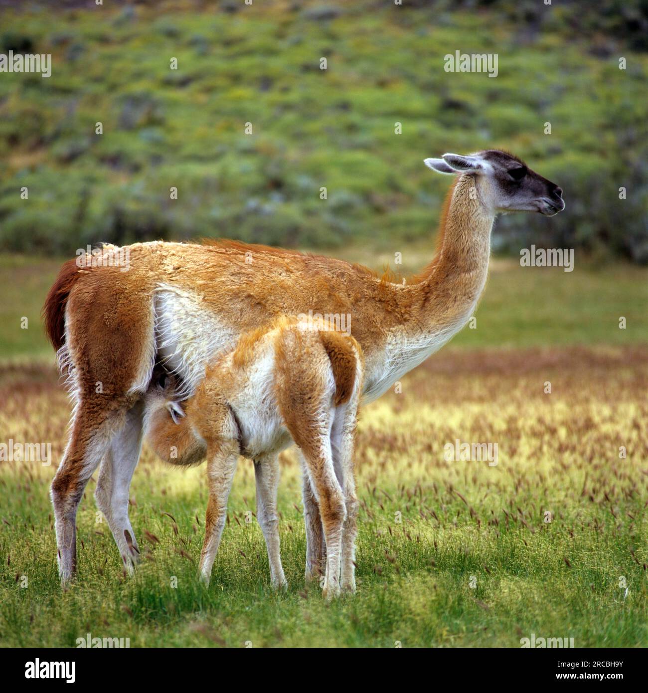 Guanacos (Llama guanicoe), weiblich, jung, Anden Stockfoto