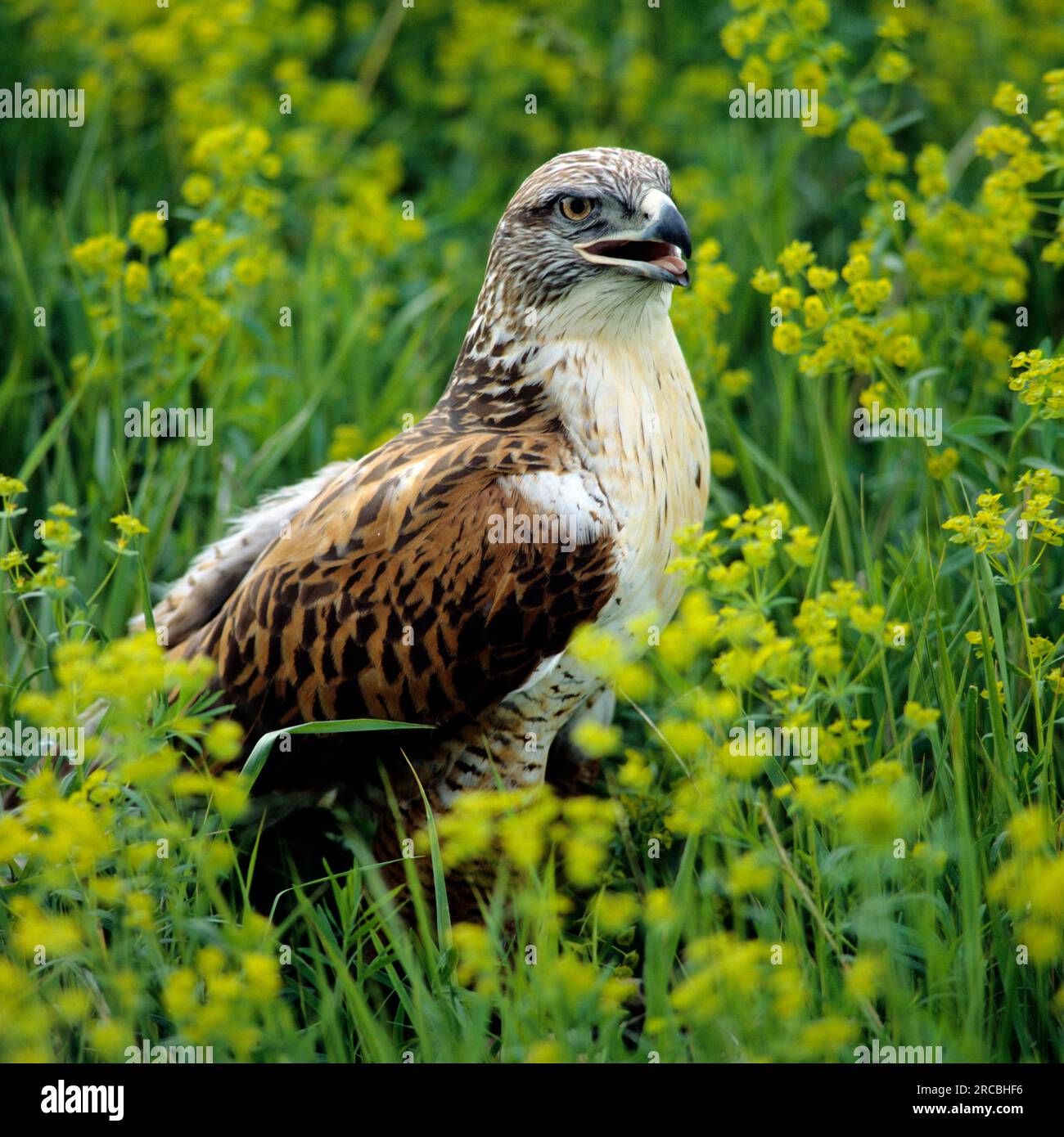 Weißer Falke (Buteo regalis) Stockfoto