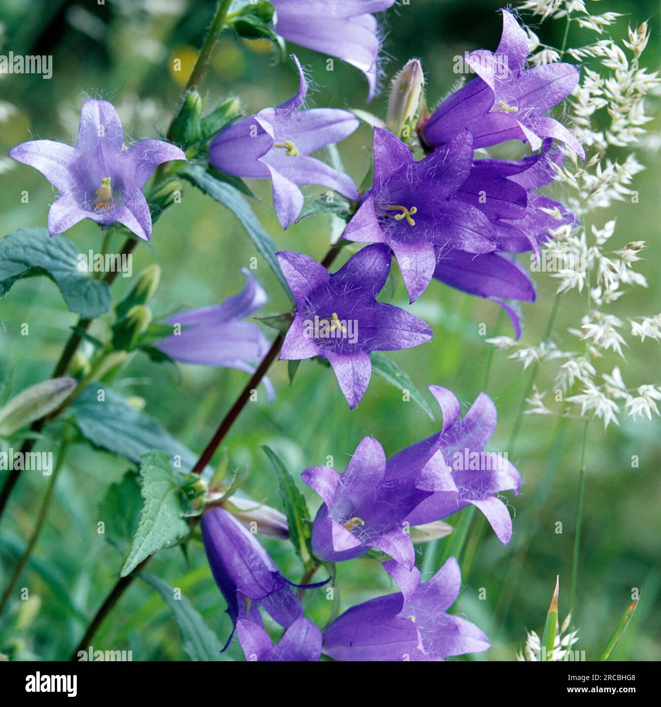 Nesselblättrige Glockenblume (Campanula trachelium) Stockfoto