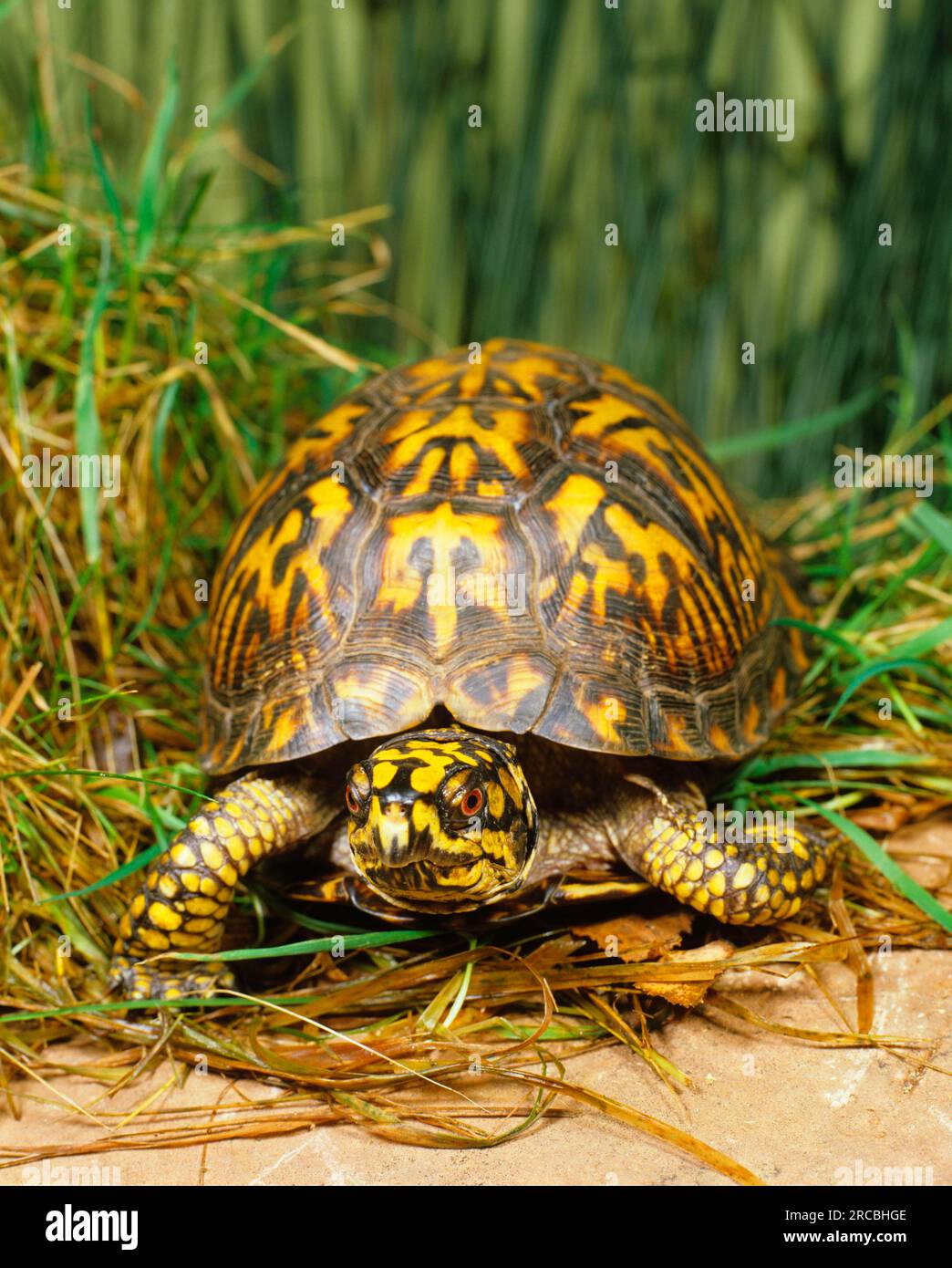 Zierschildkröte (Terrapene ornata) Stockfoto