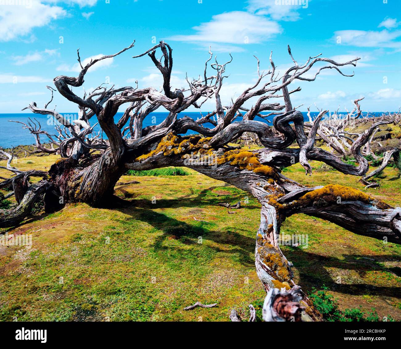 Toter Rata-Baum, Enderby Island, Neuseeland Stockfoto