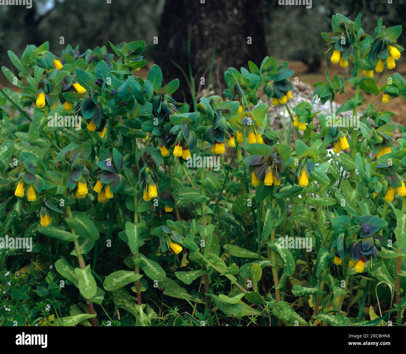 Garnelenpflanze (Cerinthe Major), Honigalgen, Wachsblume Stockfoto