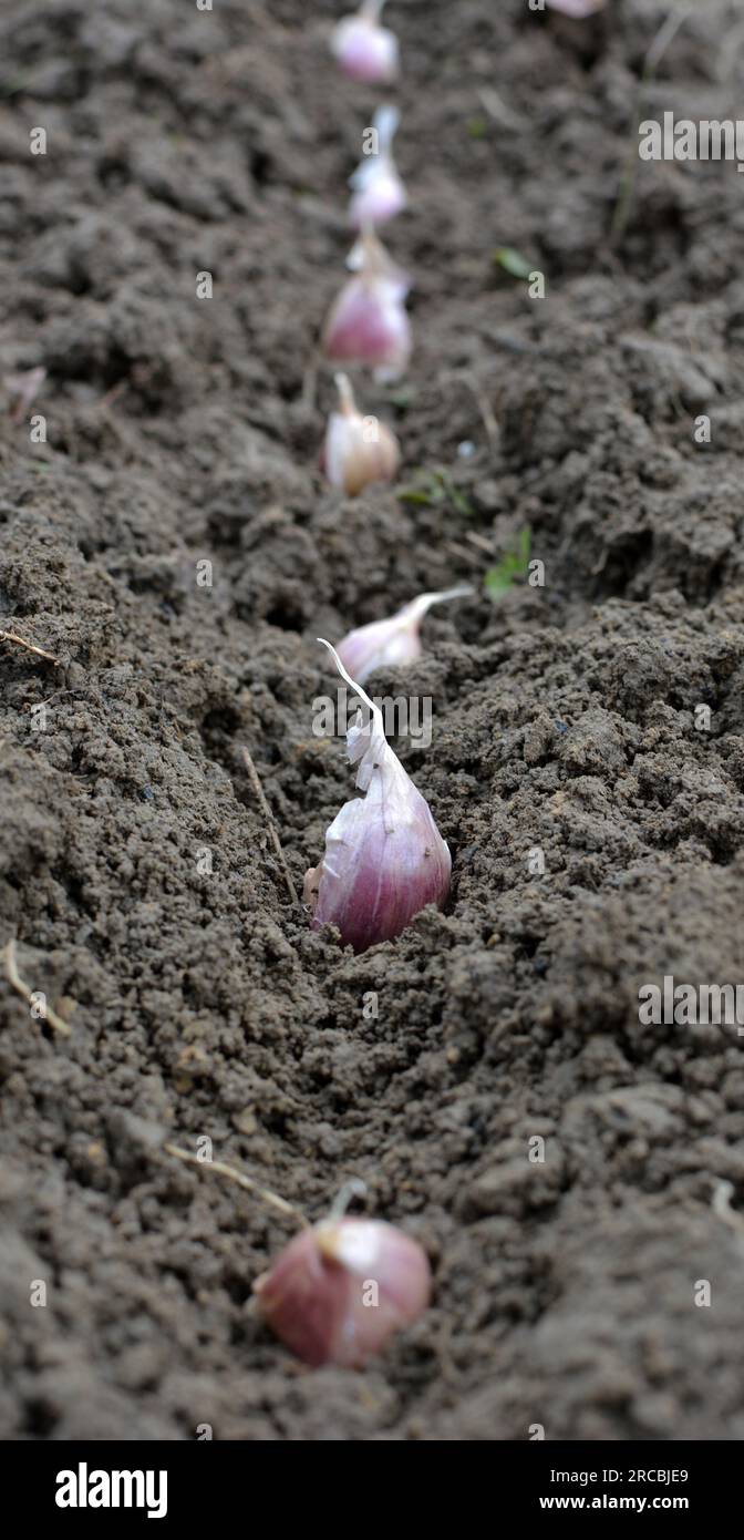 Eine Knoblauchzehe liegt vor dem Umwickeln in einer Reihe im Boden Stockfoto