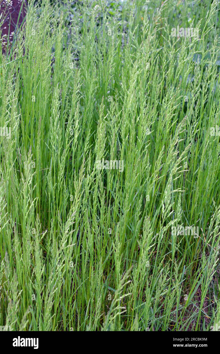 Auf der Wiese wächst unter wilden Gräsern Weidelgras (Arrhenatherum elatius). Stockfoto