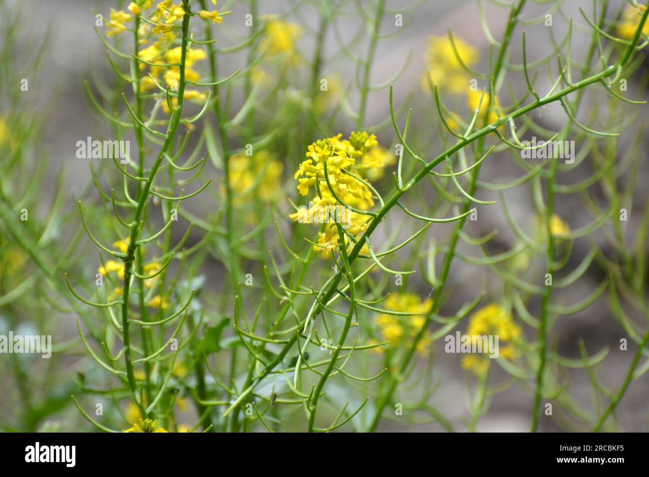 Wilde Rübe (Barbarea vulgaris) blüht in der Natur unter Gräsern. Stockfoto