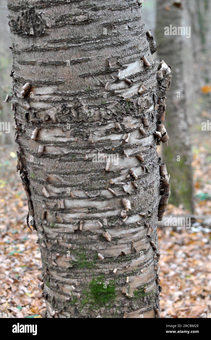 Alter süßer Kirschbaum (Prunus avium) mit Stamm und Rinde Stockfoto