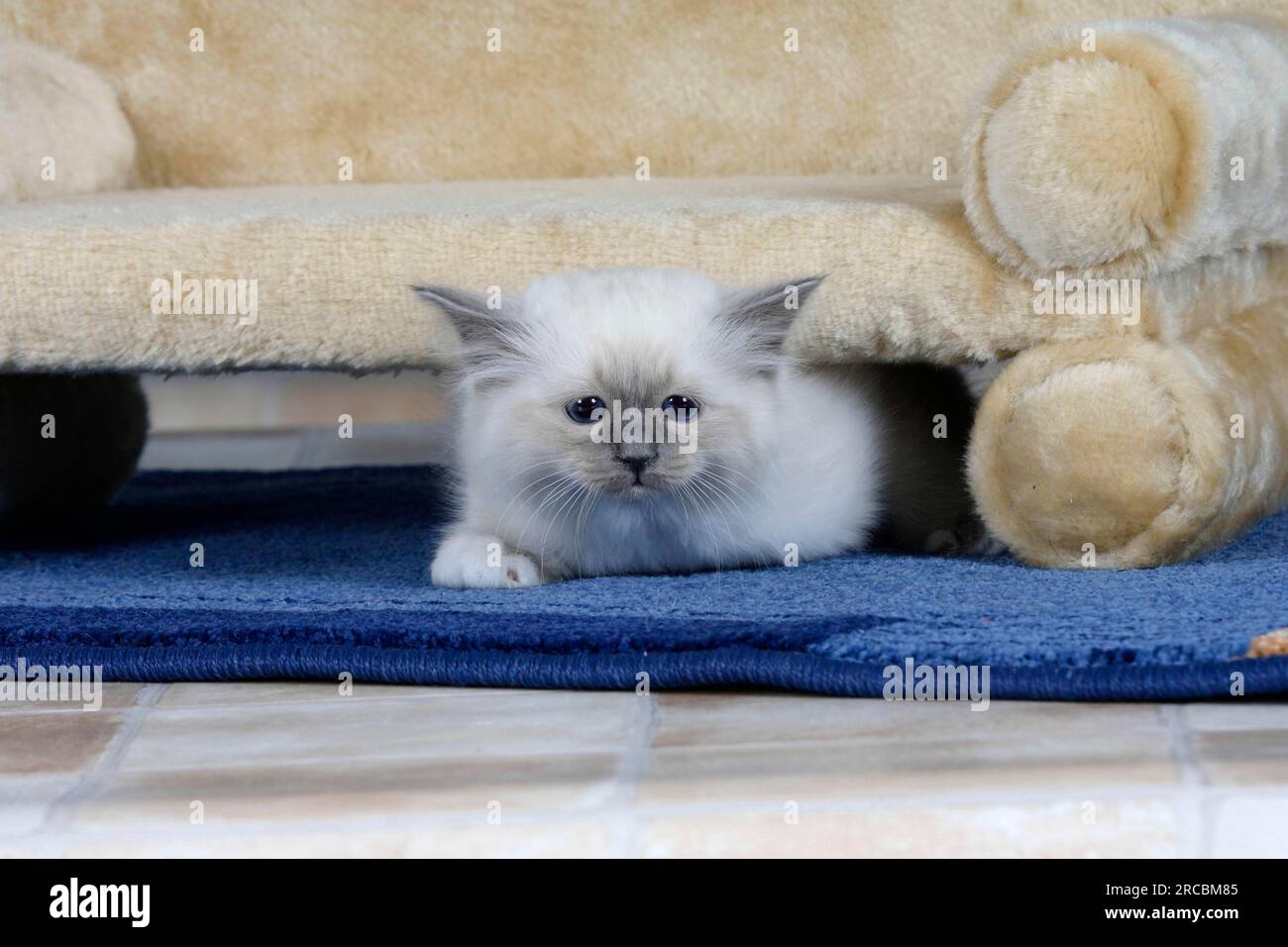 Heilige Katze von Birma, Kätzchen, 8 Wochen, blauer Punkt Stockfoto