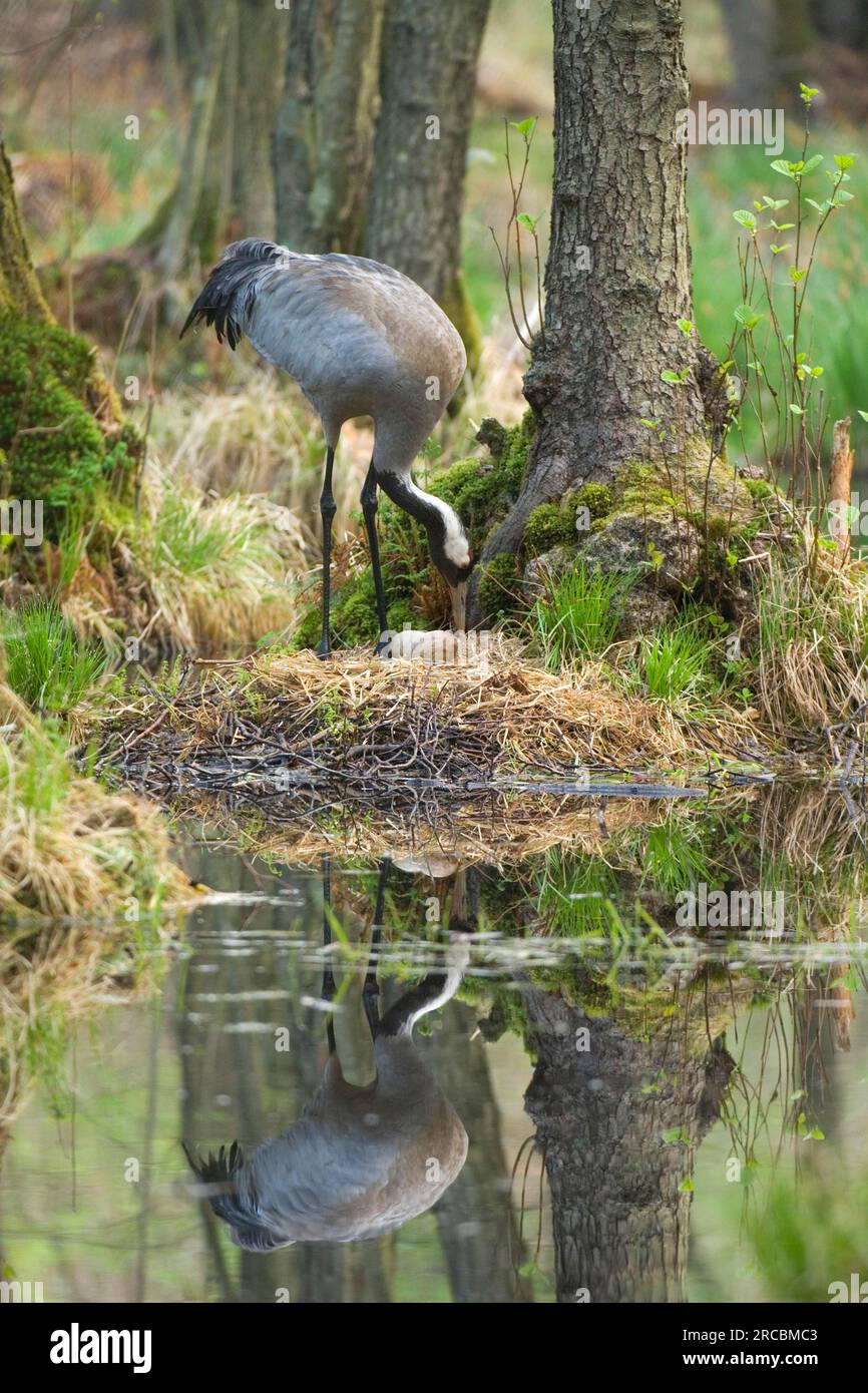 Kranich (Grus grus) im Nest, Kranich, Eierdrehen, Mecklenburg-Vorpommern, Deutschland Stockfoto