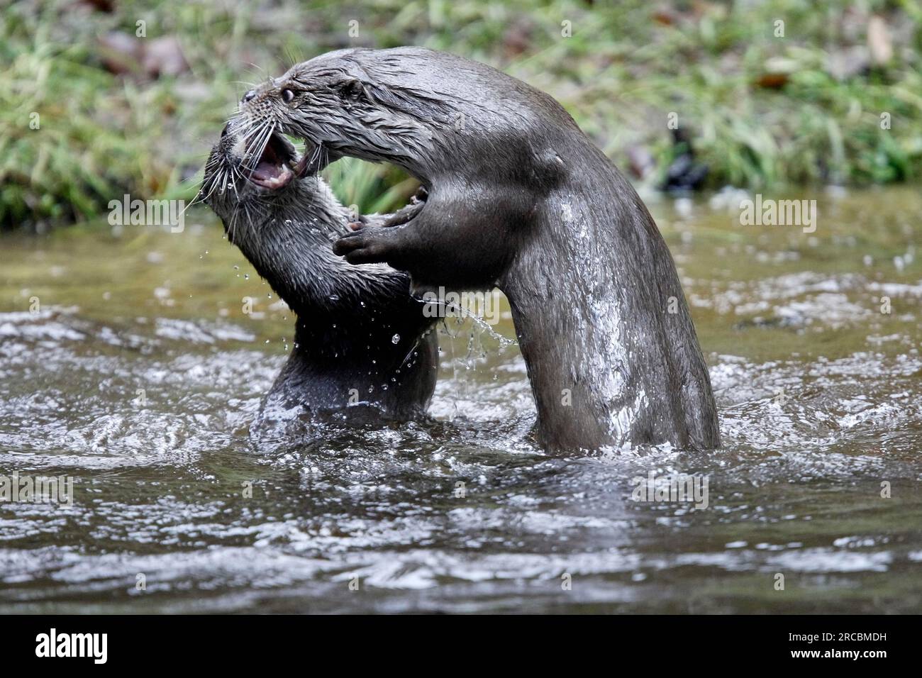 Europäischer Otter (Lutra lutra) Stockfoto