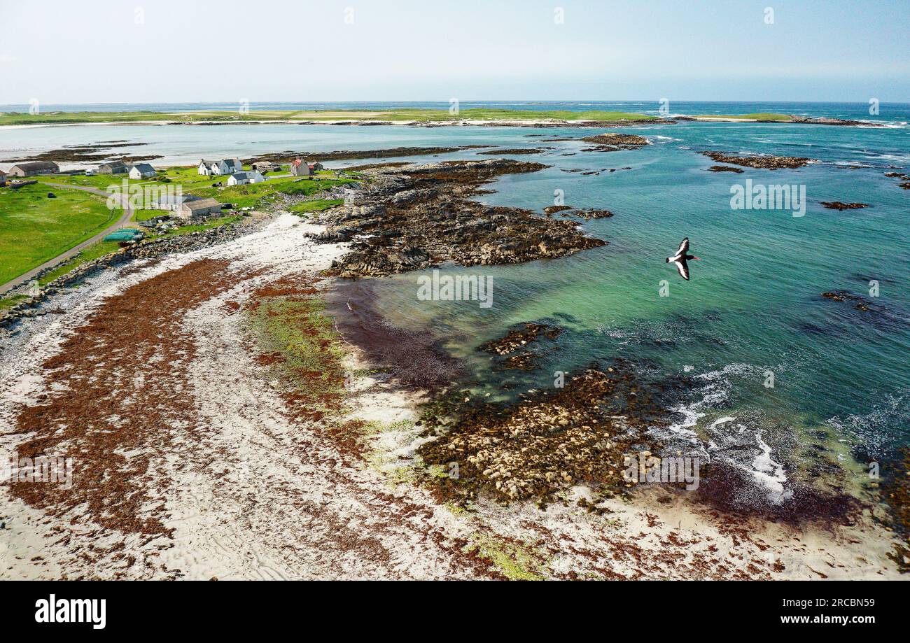Nord-Uist, Äußere Hebriden, Schottland. Sie sehen SW über Balranald an der Westküste der Inseln nach Aird an Runair. RSPD-Naturschutzgebiet. Austernfänger im Flug Stockfoto