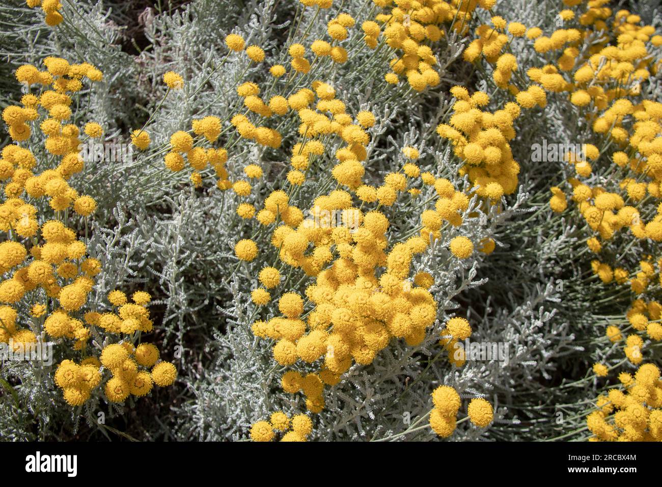 Wunderschönes Foto der Blume, aufgenommen im London Park Stockfoto