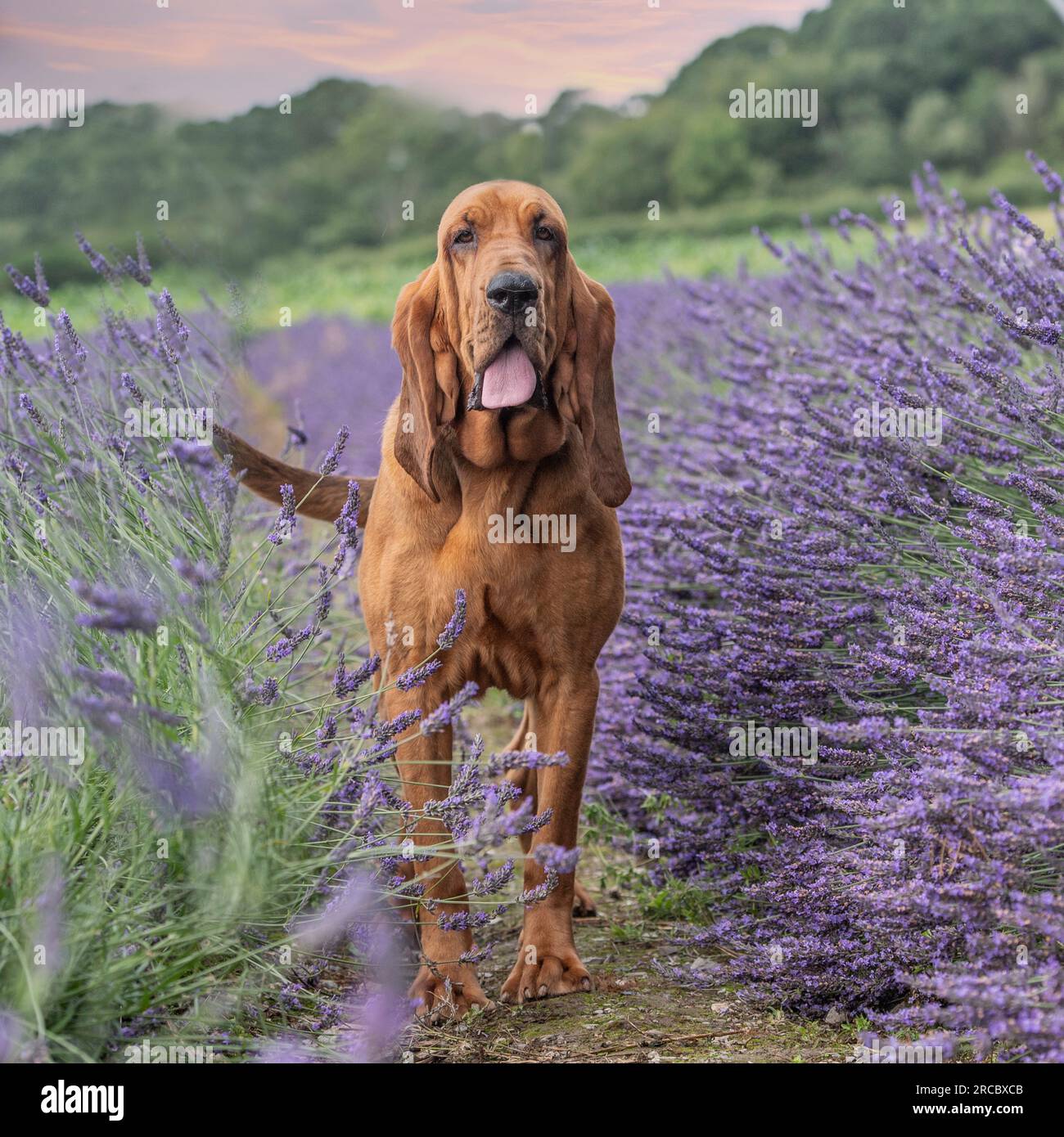 der bluthund steht bei Sonnenuntergang in Lavendel Stockfoto