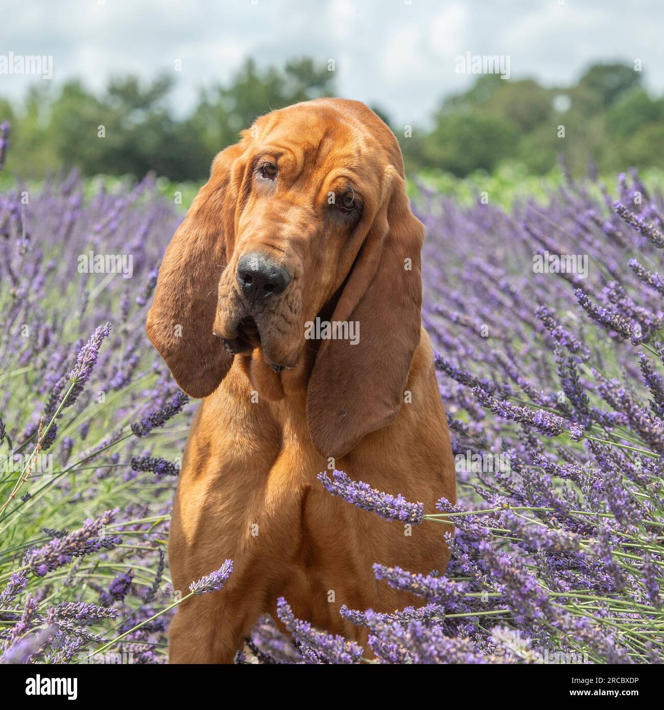 Bluthund im Lavendelfeld Stockfoto