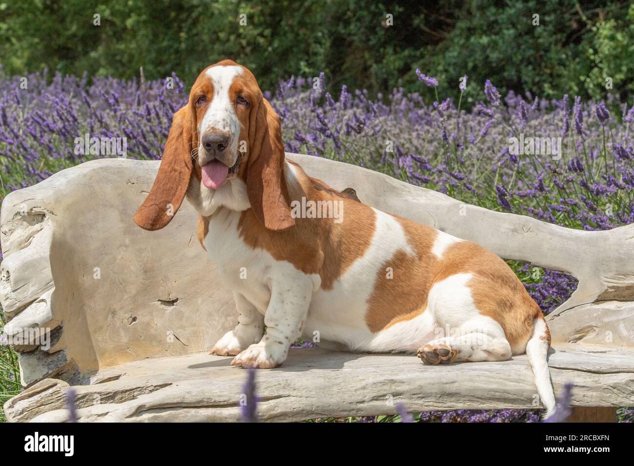 Basset-Hund. Hund sitzt auf einem Stuhl in Lavendel Stockfoto