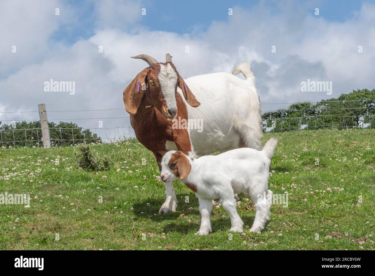 Boer Nanny Ziege und ihr Kind Stockfoto