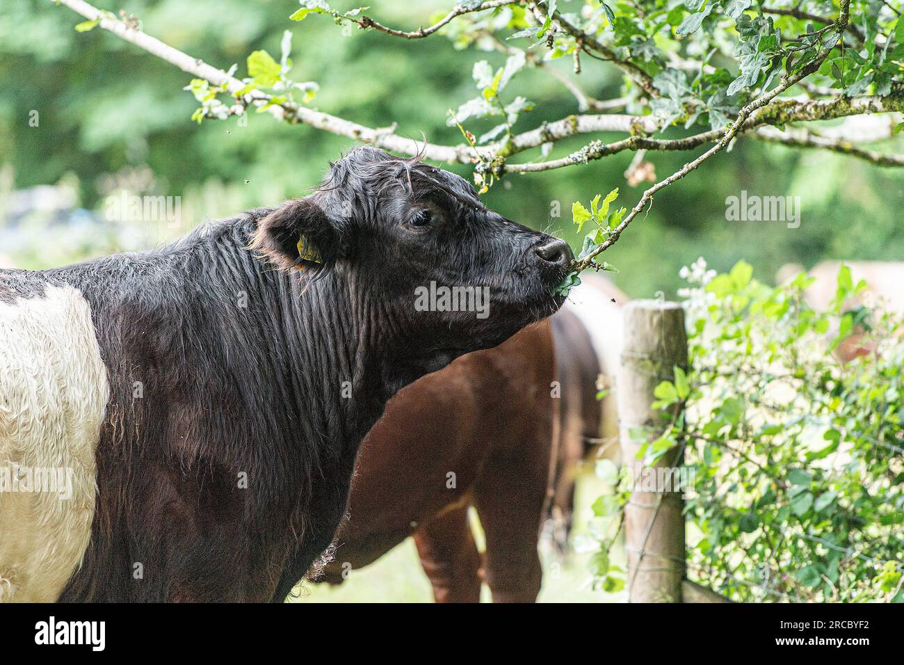Galloway-Kuh mit Gürtel, die Bäume durchsucht Stockfoto