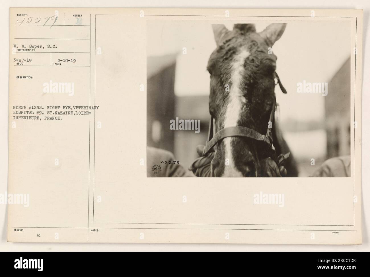 Pferd Nr. 1252 mit einem verletzten rechten Auge im Veterinärkrankenhaus Nr. 9 in St. Nazaire, Frankreich. Das Foto wurde von W.W. gemacht Soper am 27. März 1919, und steht in Verbindung mit der am 10. Februar 1919 veröffentlichten Reco-Beschreibung. Die Angaben des Pferdes wurden mit der Referenznummer 45279 aufgezeichnet. Stockfoto