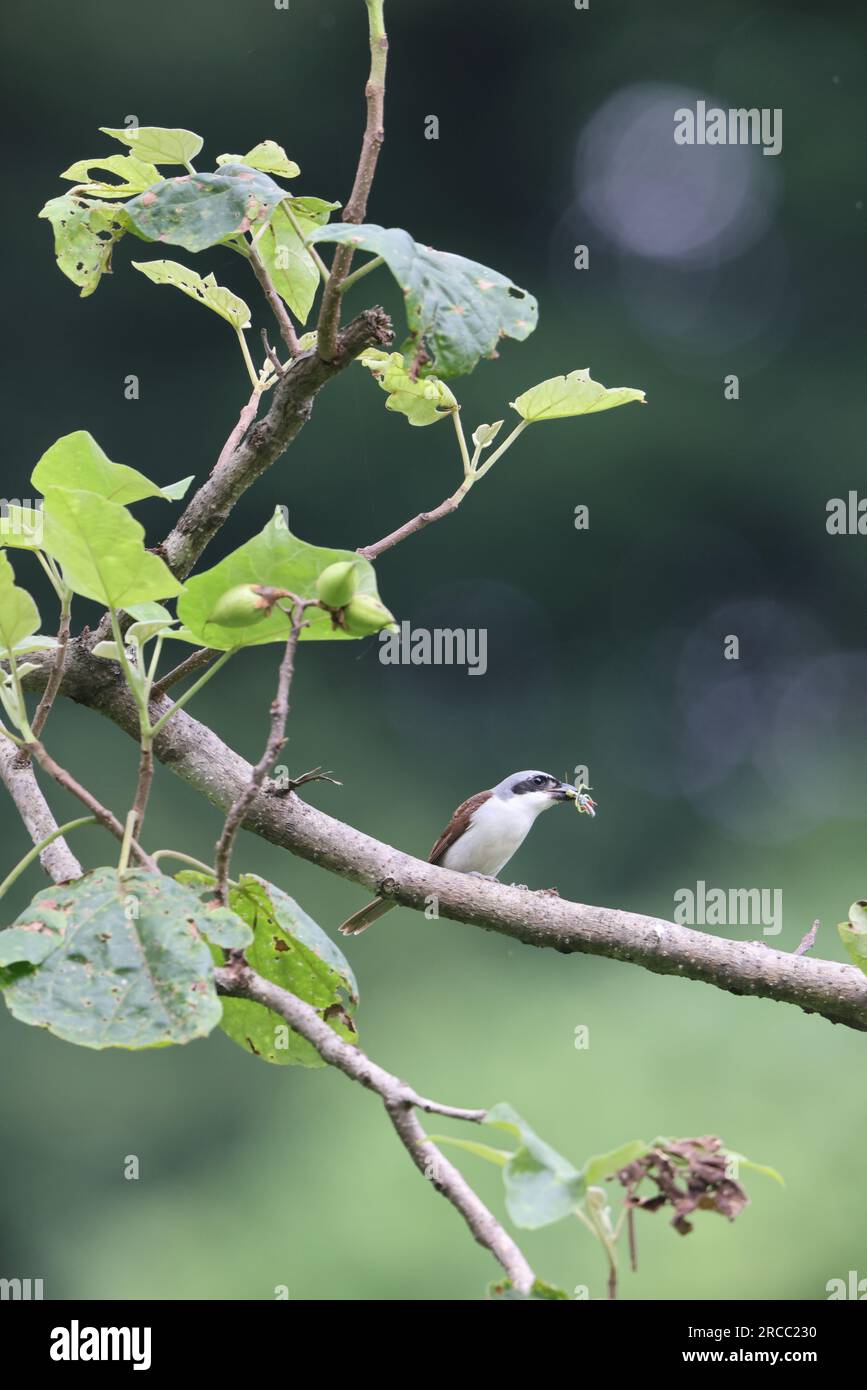 Der Tiger Shrike oder Dickschnabelschnabel (Lanius tigrinus) ist ein kleiner Passanten, der zur Gattung Lanius der Familie Laniidae gehört. Stockfoto