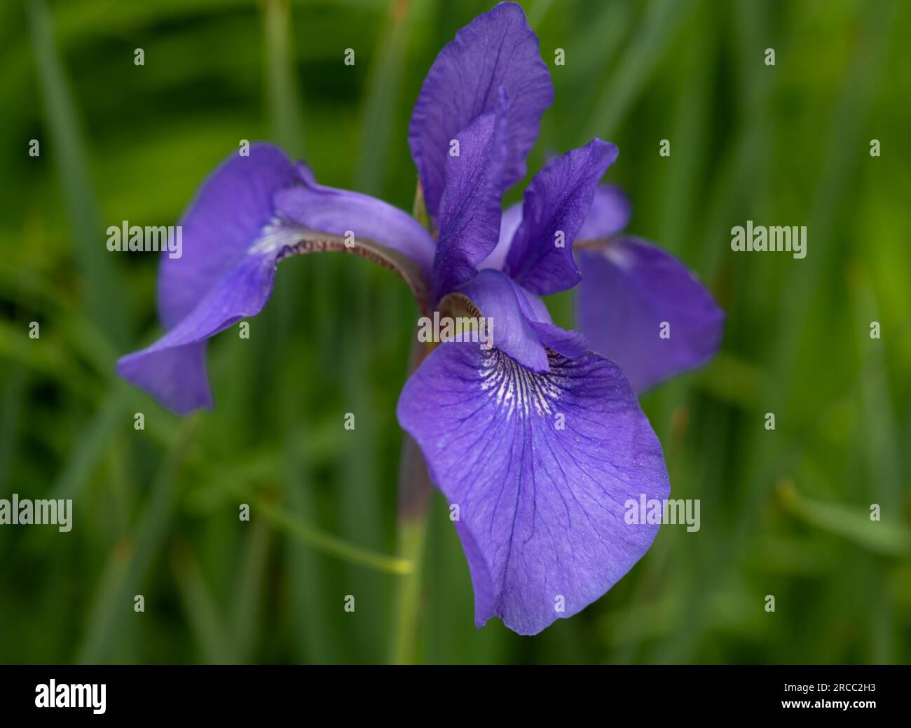 Eine einzelne lila wilde Iris-Blume vor grünem Hintergrund Stockfoto