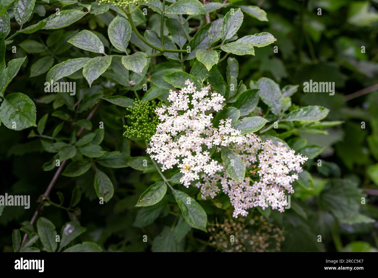 Holunderblüten oder Sambukusblüten im Frühling, Nahaufnahme Stockfoto