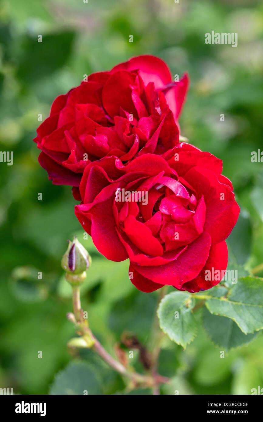 Strauchrose, Buskros (Rosa) Stockfoto