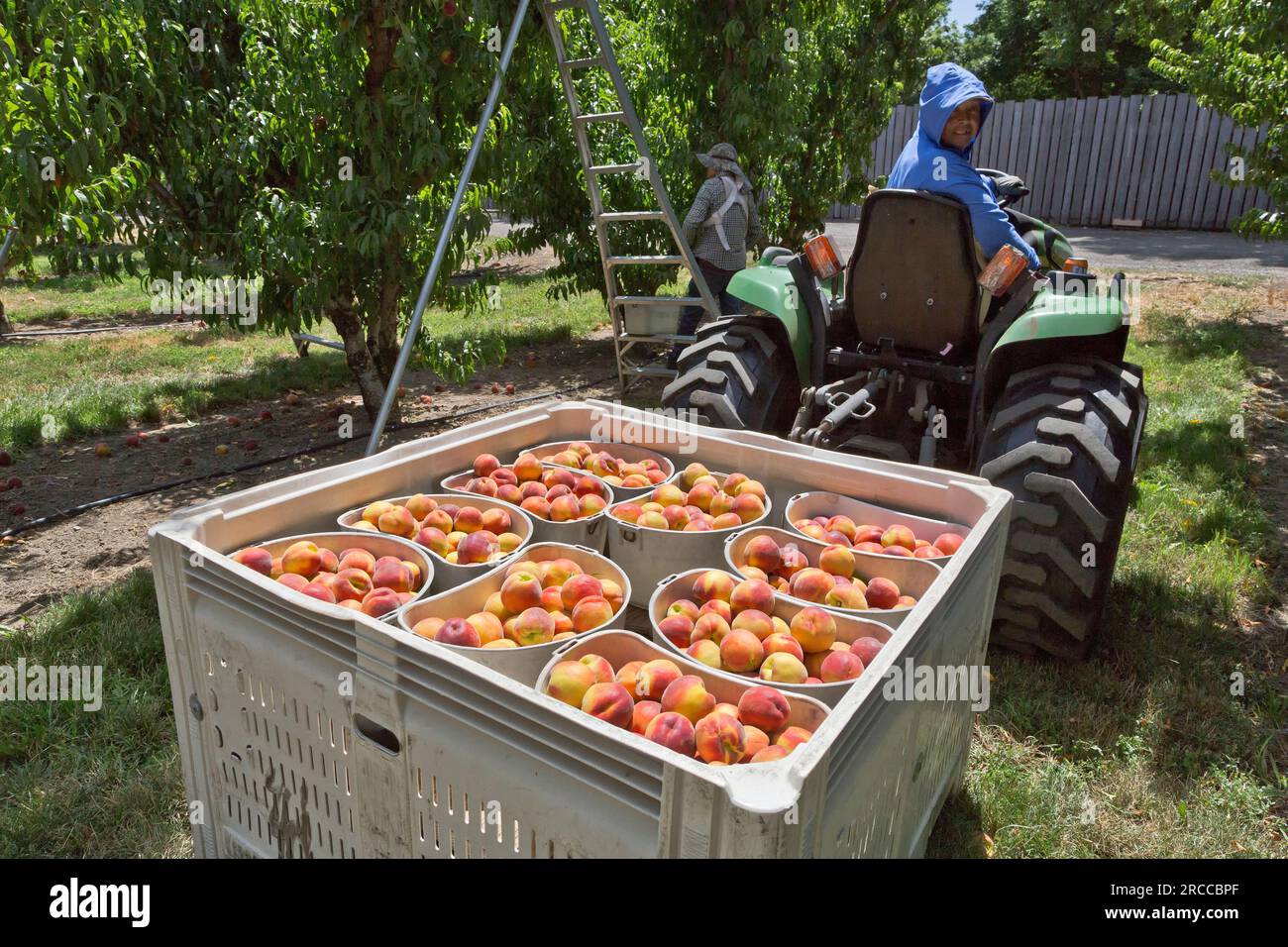 Pfirsiche Sweet Sue „Prunus persica“ Ernte, John Deere Traktor sammelt geerntete Früchte. Washington. Stockfoto