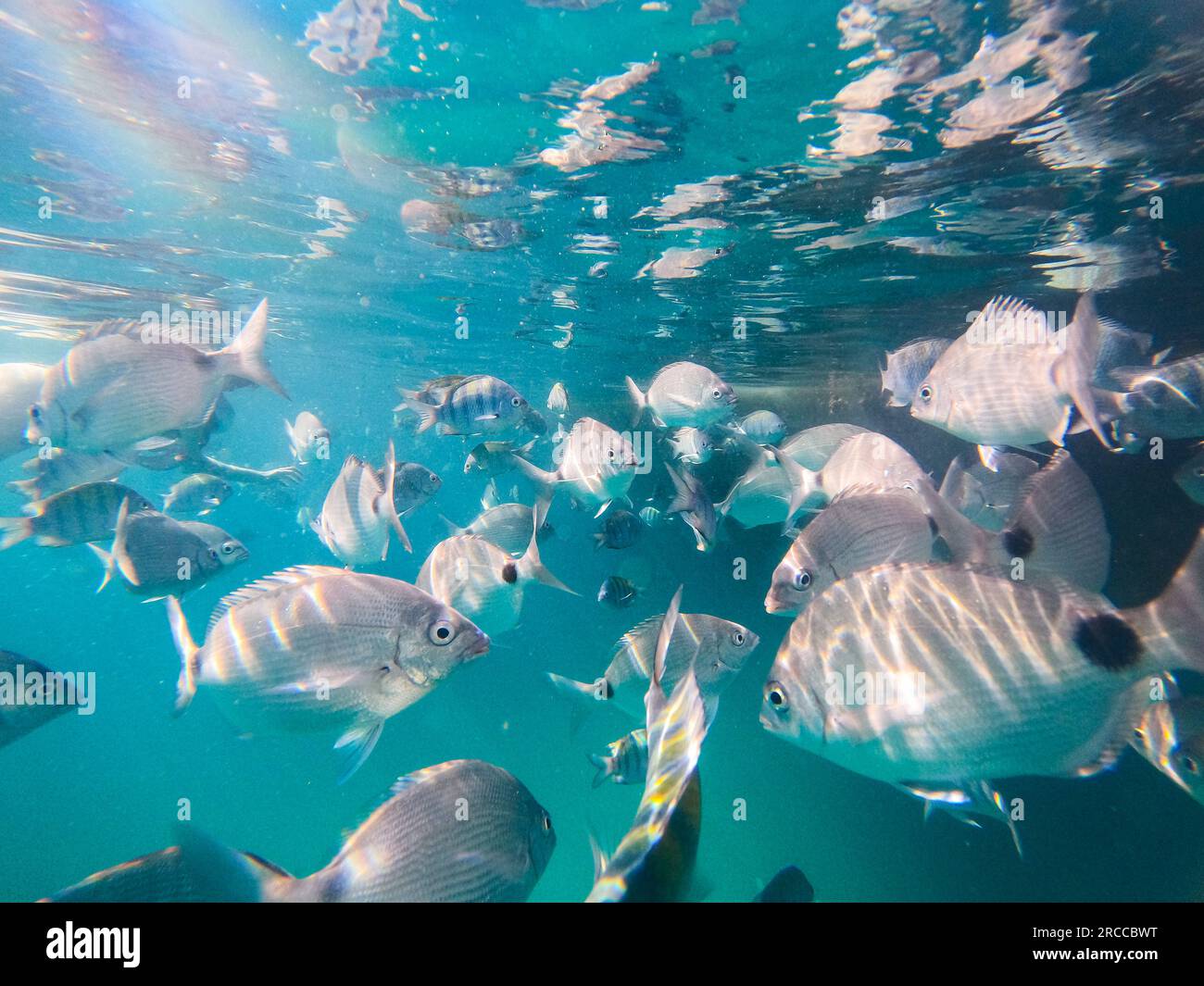 Angra dos Reis in Rio de Janeiro: Angeln Sie in der blauen Lagune von Big Island. Stockfoto