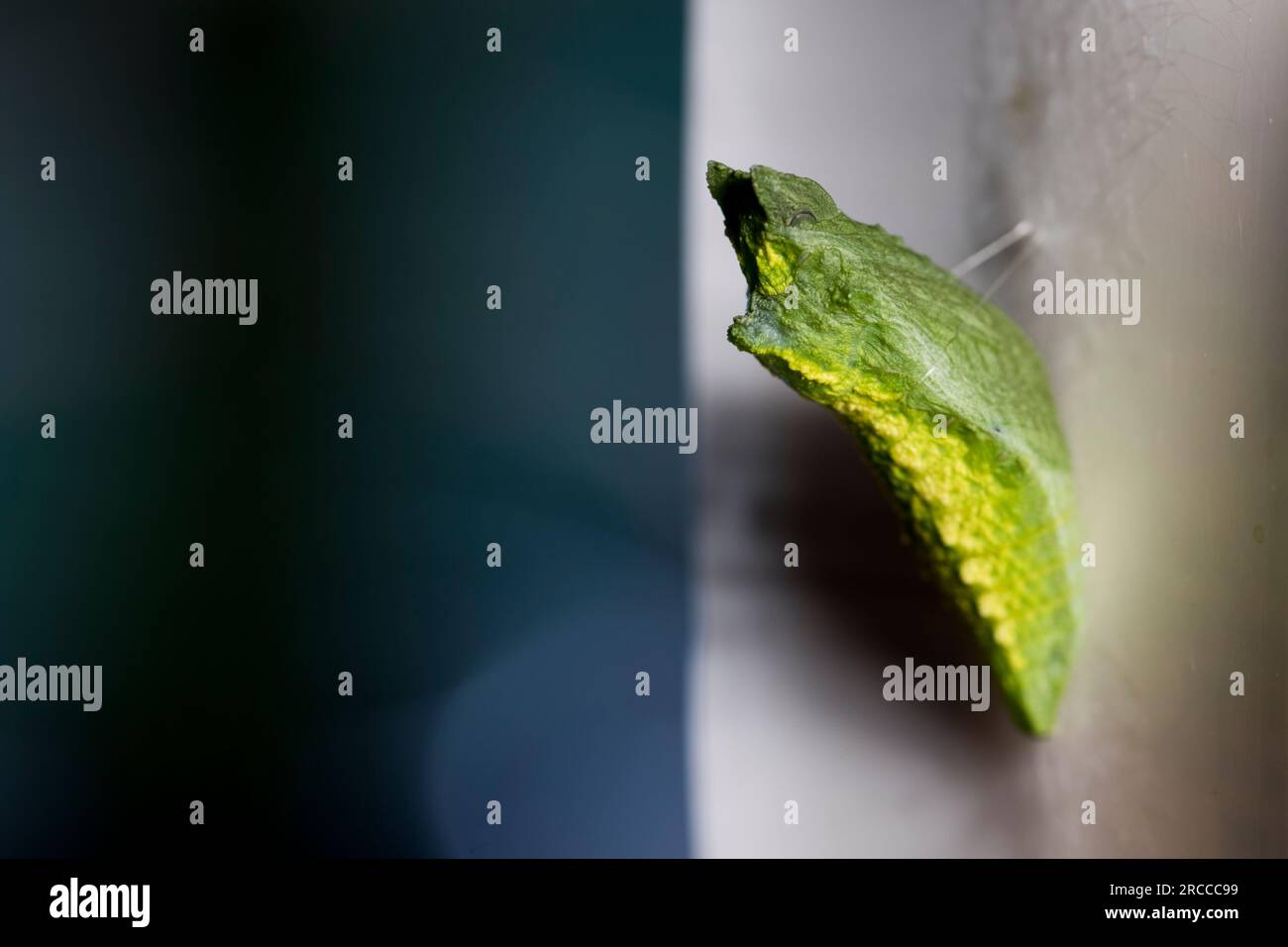 Chrysalis Macro, Schwalbenschwanz-Schmetterling aus der Nähe Stockfoto