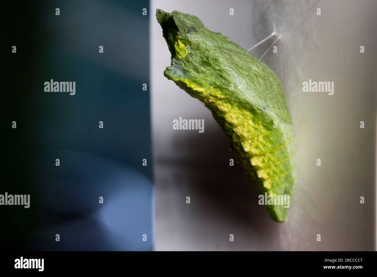 Schwalbenschwanz-Schmetterling-Chrysalis, die darauf warten, in Schmetterling schlüpfen zu können. Stockfoto
