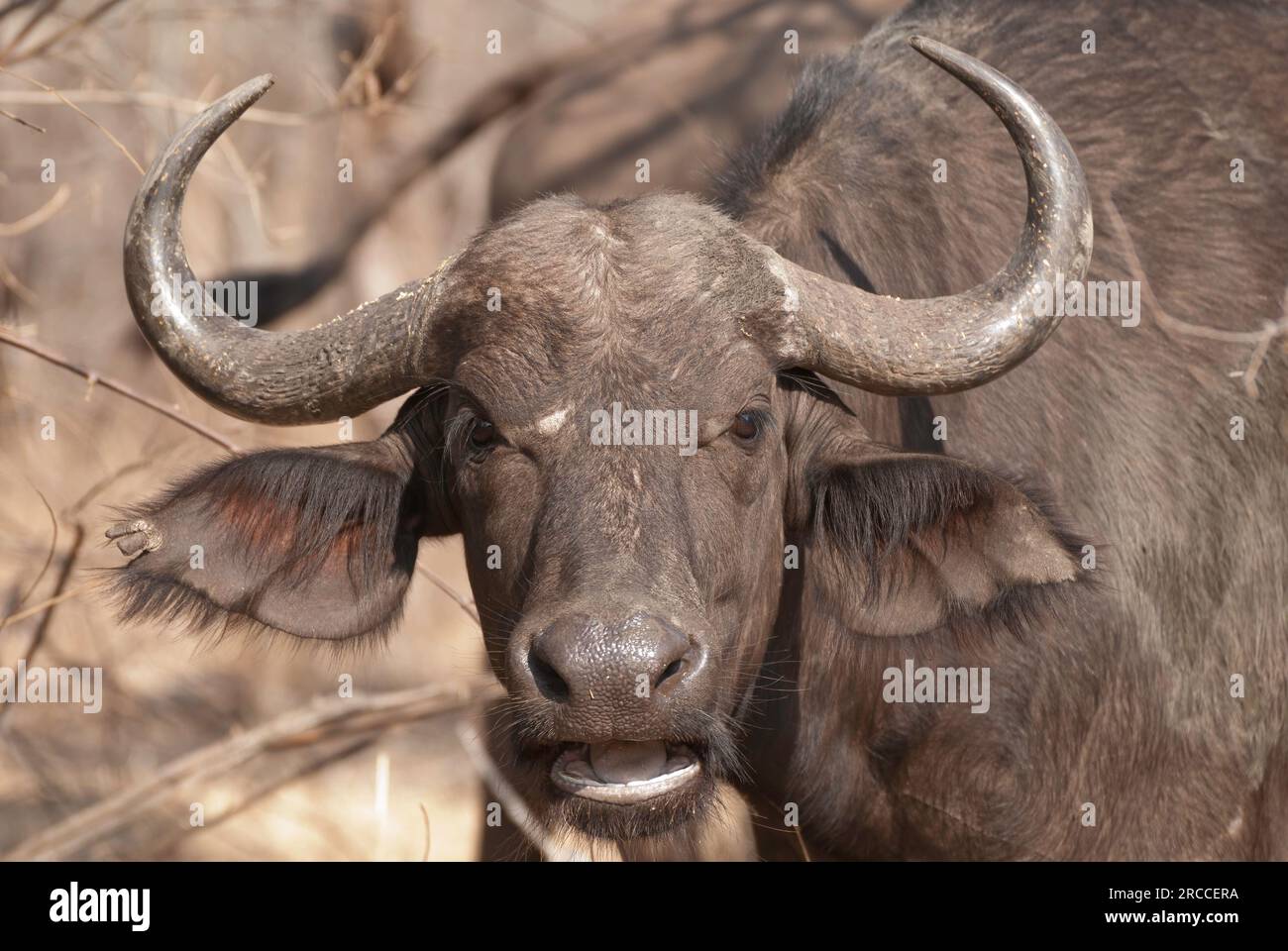 Porträt des Cape Buffalo aus nächster Nähe, der größten Büffelart im Süden und Ostafrika Stockfoto
