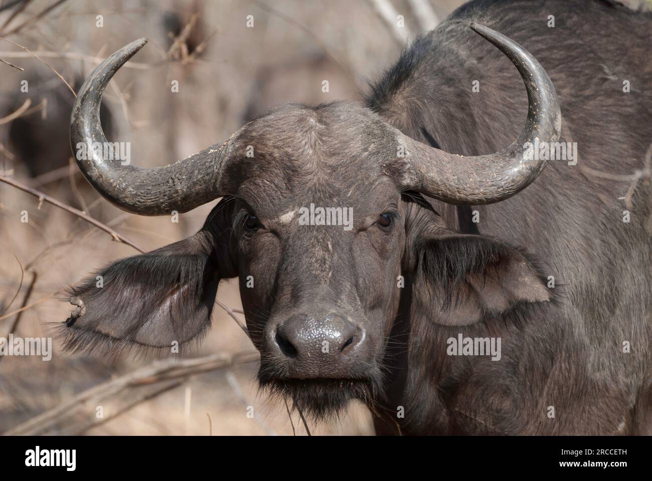 Porträt des Cape Buffalo aus nächster Nähe, der größten Büffelart im Süden und Ostafrika Stockfoto