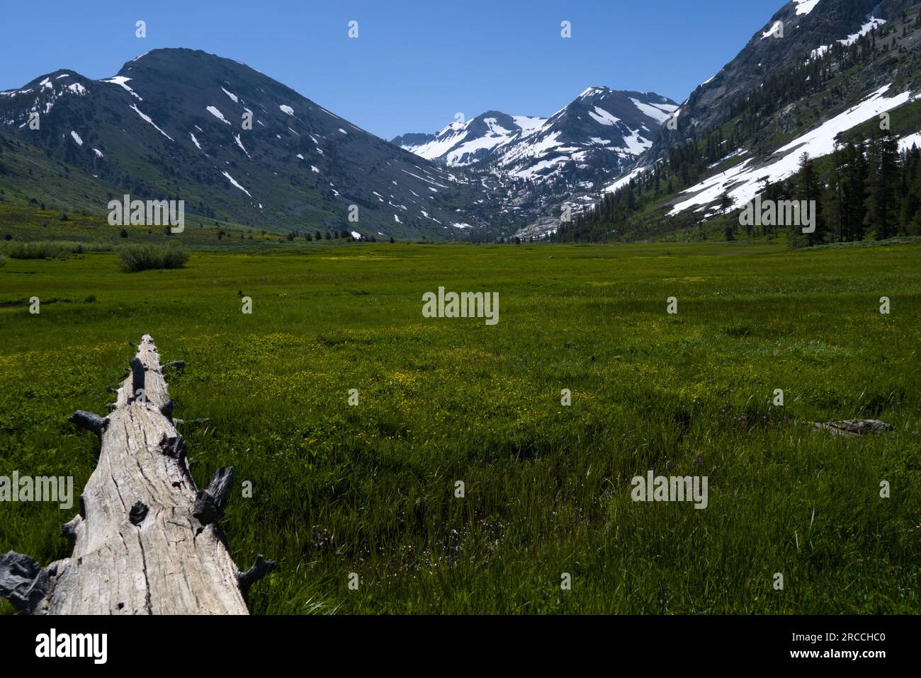 Ein Baumstamm auf der Wiese weist auf die schneebedeckten Berge hin. Stockfoto